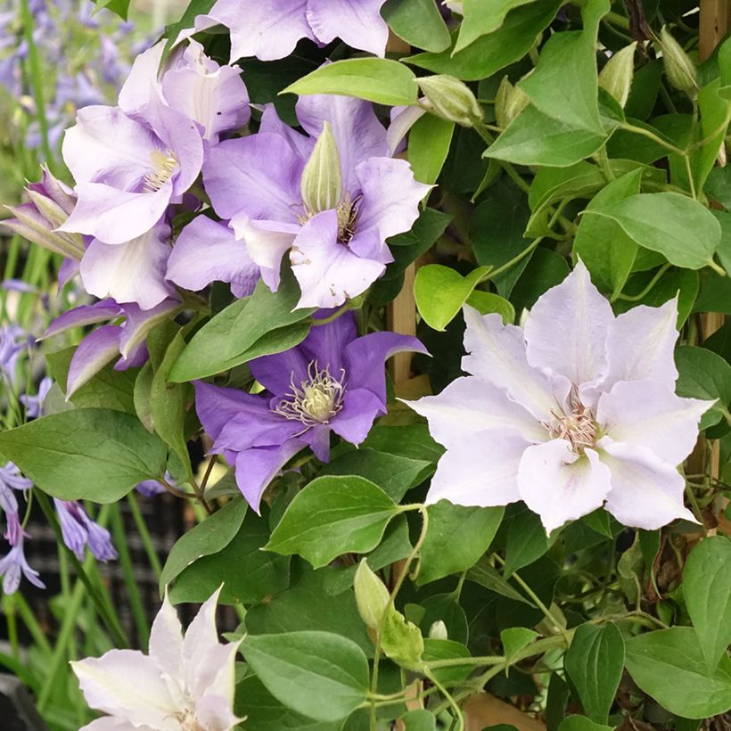 Waldrebe Mix Blue - Clematis (Flowering)