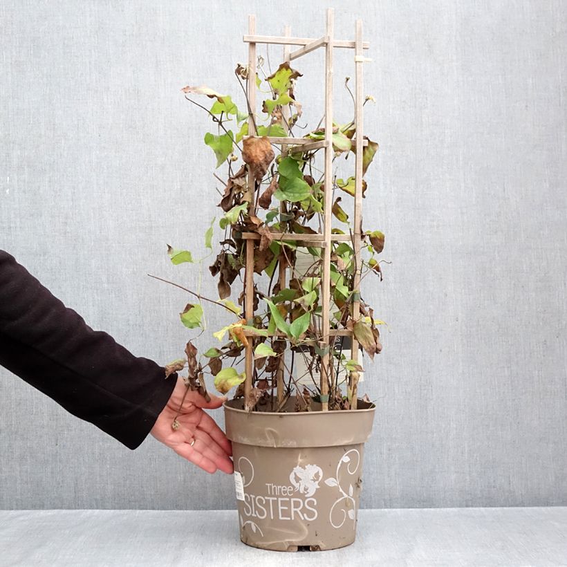 Exemplar von Waldrebe Mix - Clematis Topf mit 6L/7L wie im Herbst geliefert