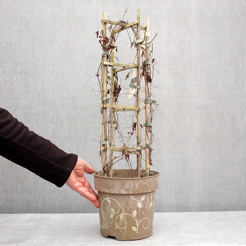 Example of Waldrebe Mix - Clematis Topf mit 6L/7L as you get in hiver