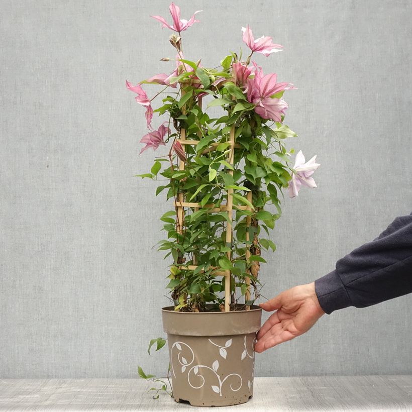 Exemplar von Waldrebe Mix - Clematis Topf mit 6L/7L wie im Frühjahr geliefert