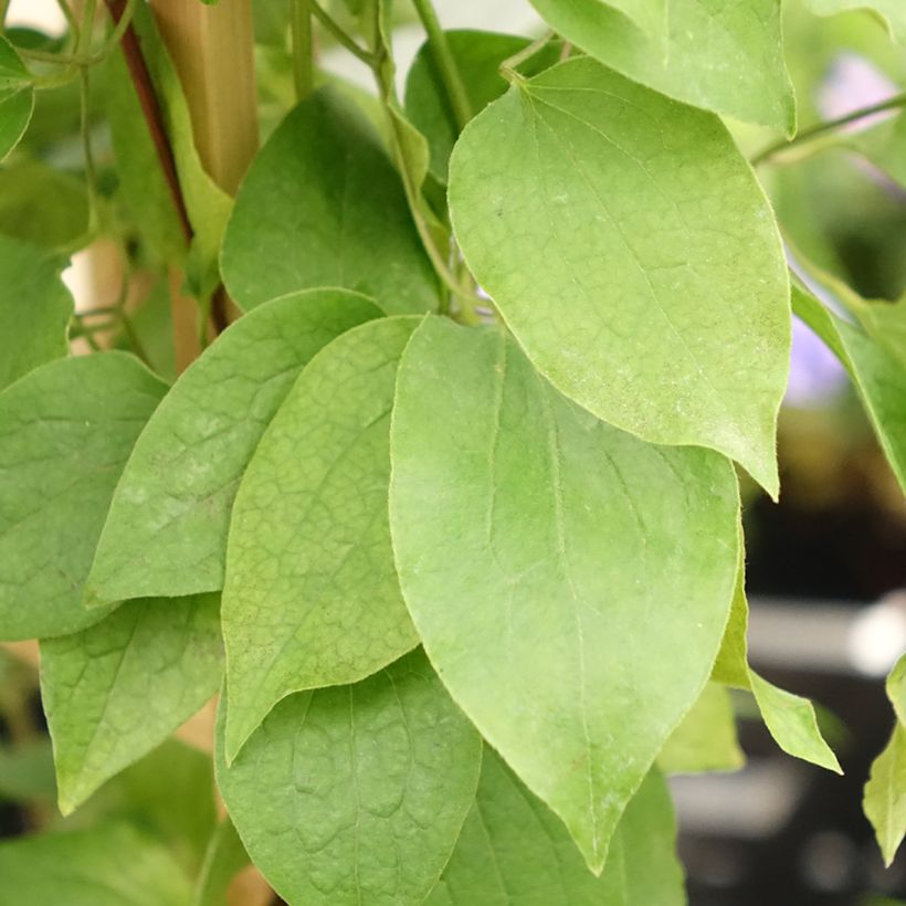Waldrebe Mix - Clematis (Foliage)