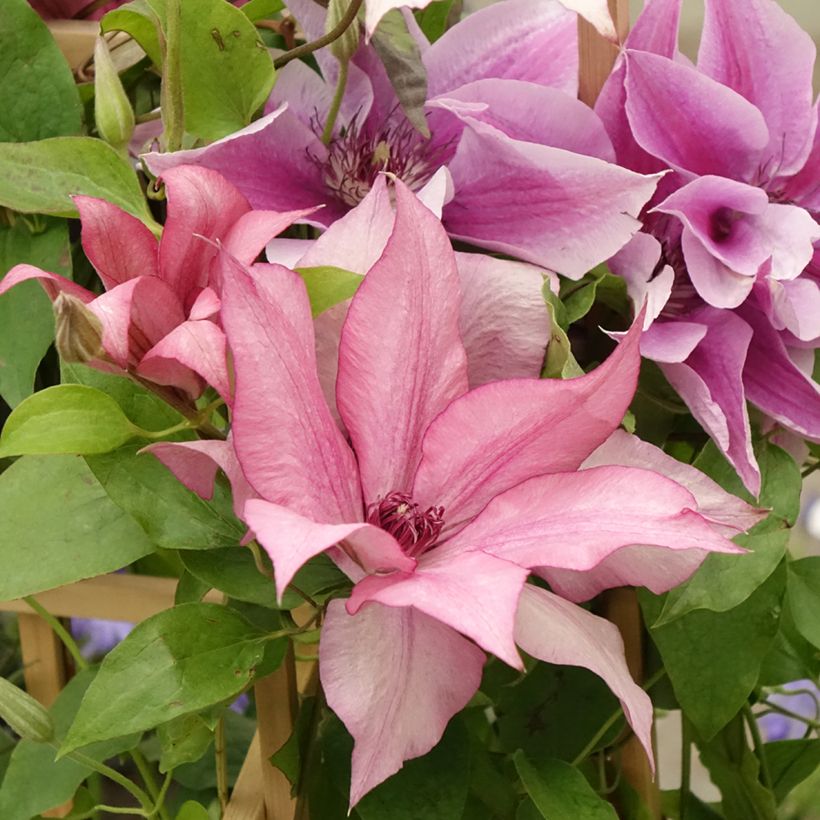 Waldrebe Mix - Clematis (Flowering)