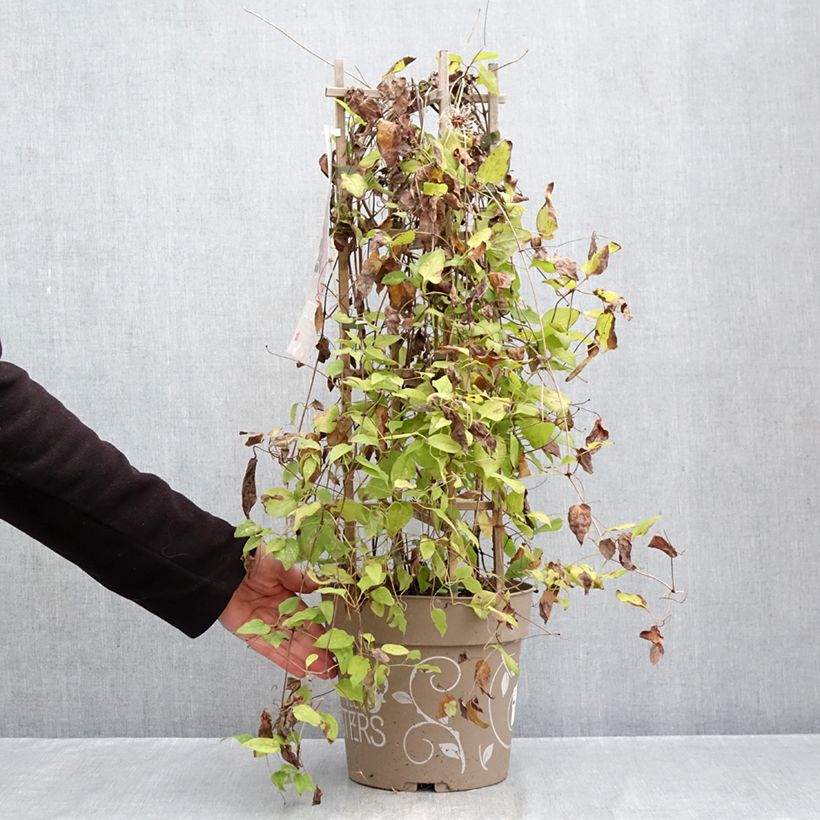 Exemplar von Waldrebe Mix Red - Clematis Topf mit 6L/7L wie im Herbst geliefert