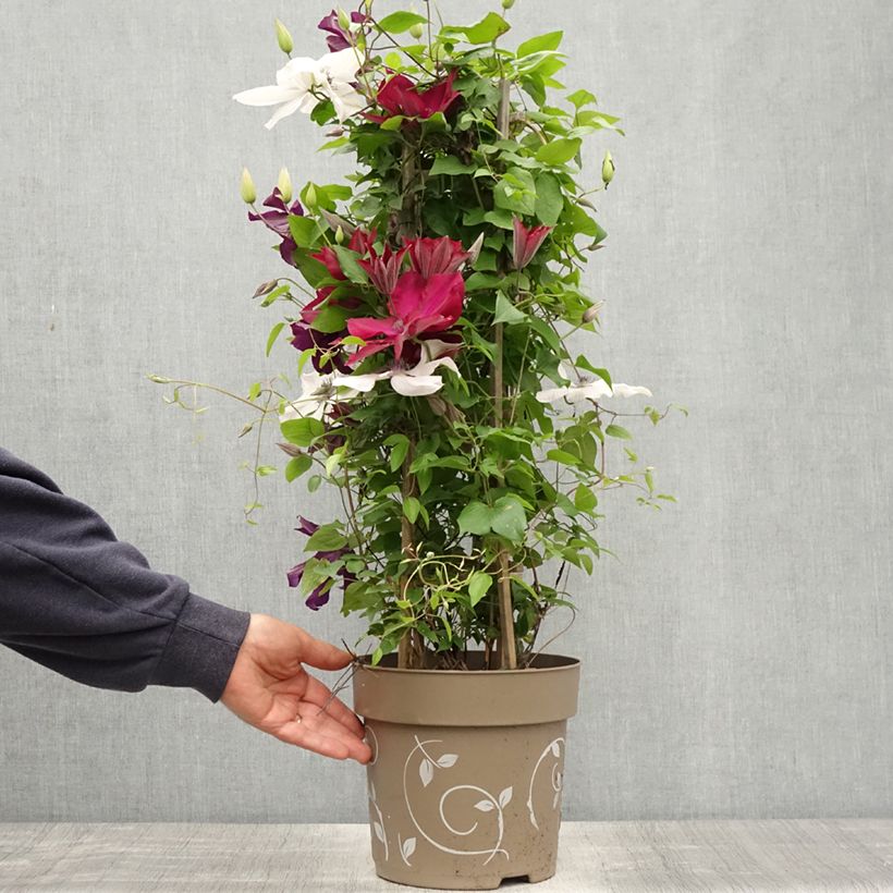 Example of Waldrebe Mix Red - Clematis Topf mit 6L/7L as you get in printemps