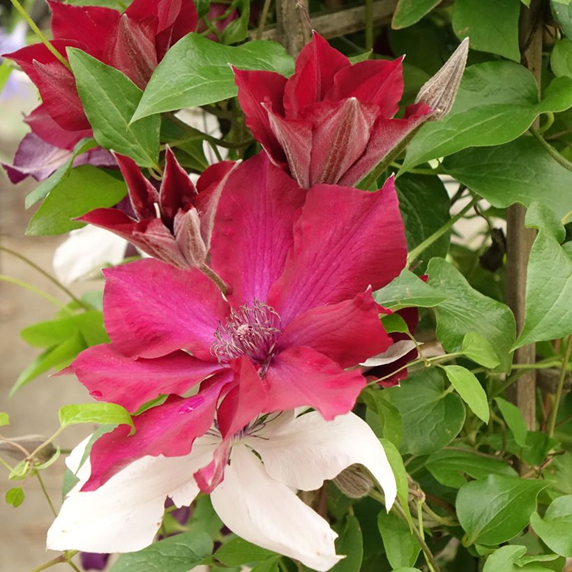 Waldrebe Mix Red - Clematis (Flowering)