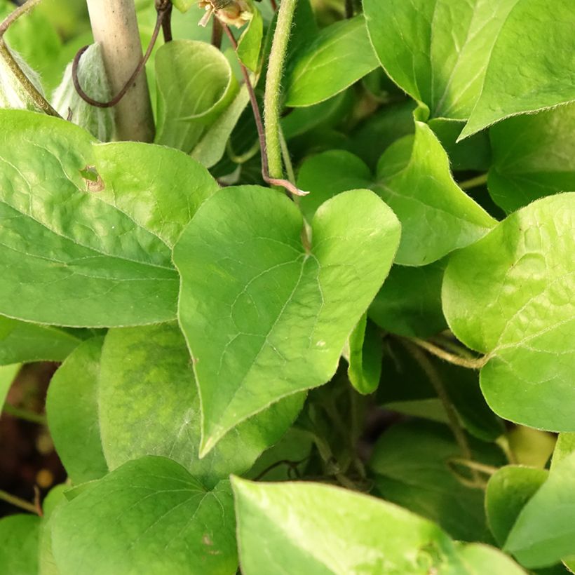 Waldrebe Thyrislund - Clematis (Foliage)