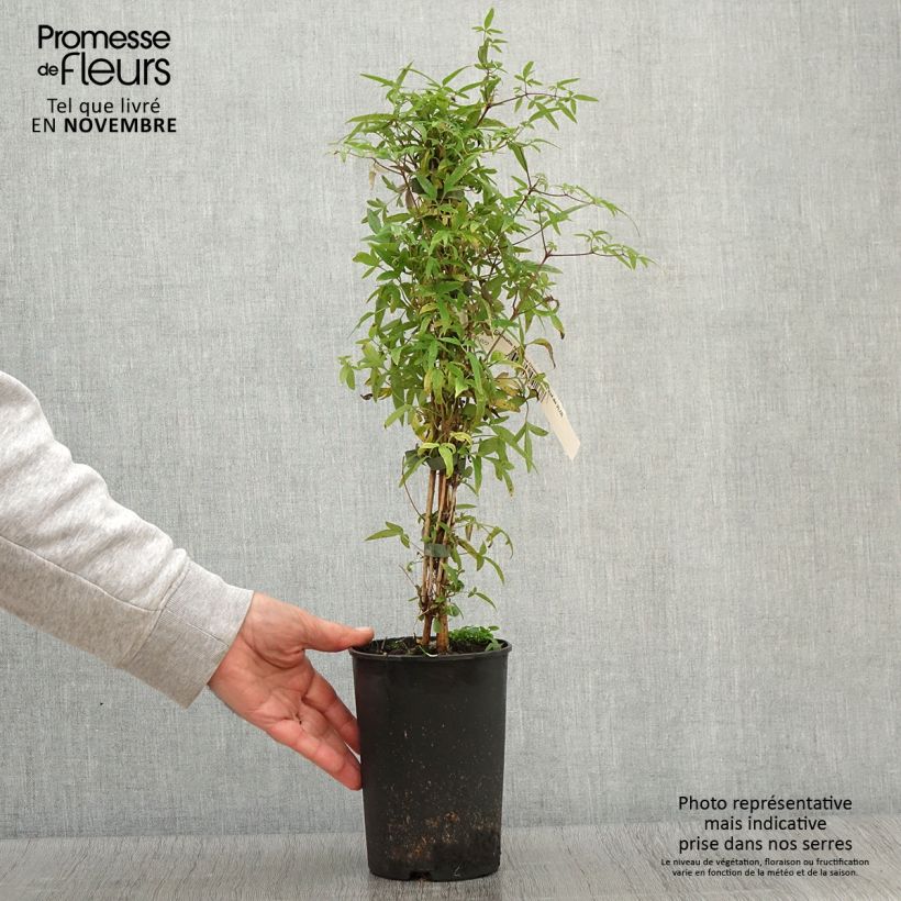 Example of Clematis tibetana var. vernayi Orange Peel - Waldrebe Topf mit 2L/3L as you get in automne