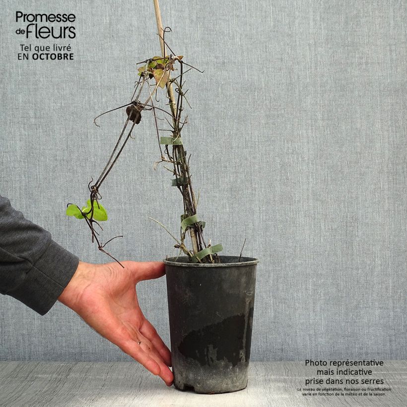 Example of Waldrebe Veronica's Choice - Clematis Topf mit 2L/3L as you get in automne