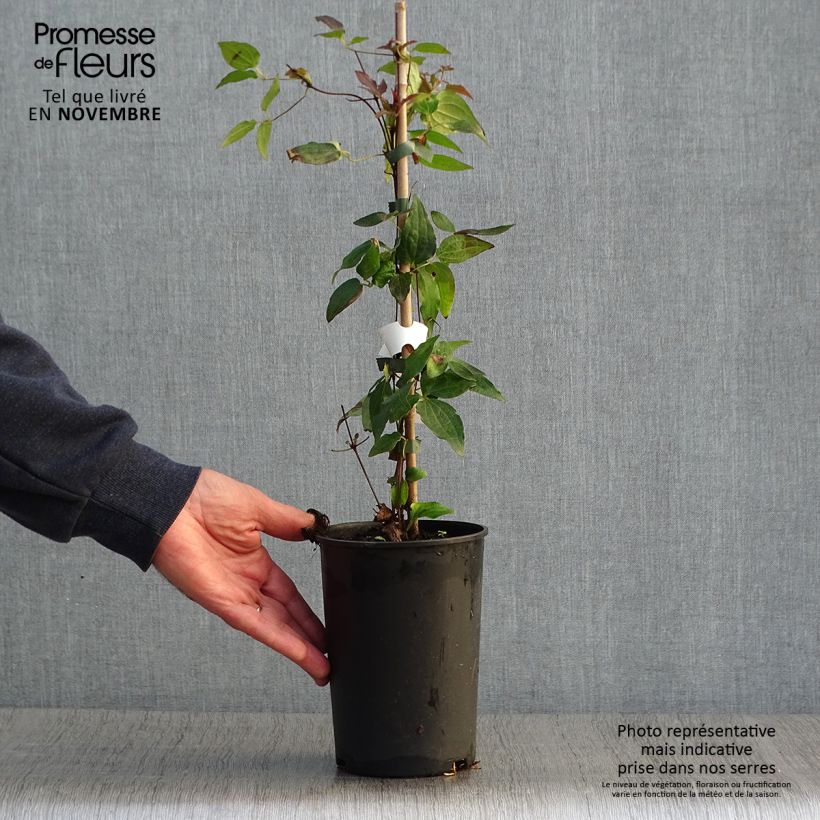 Example of Waldrebe Violet Elisabeth - Clematis Topf mit 2L/3L as you get in automne