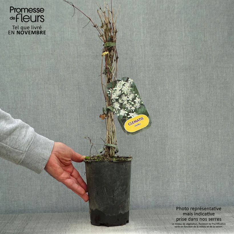Example of Clematis vitalba - Gewöhnliche Waldrebe Topf mit 2L/3L as you get in automne
