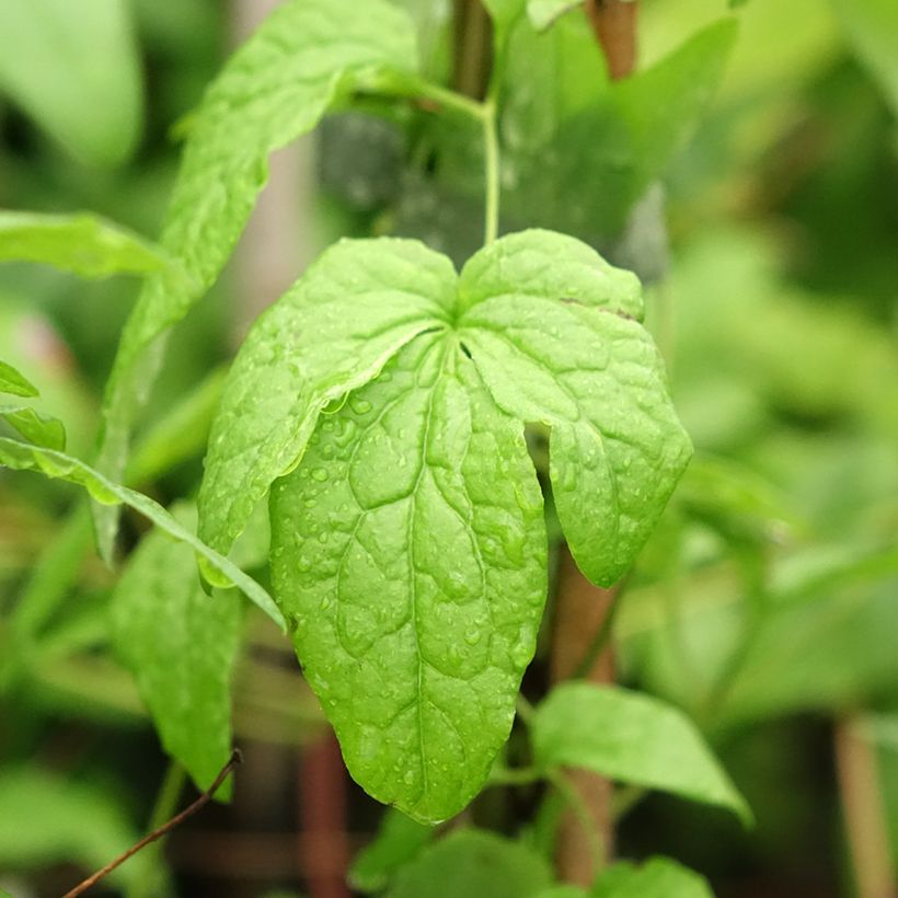 Clematis viticella Abundance - Waldrebe (Foliage)