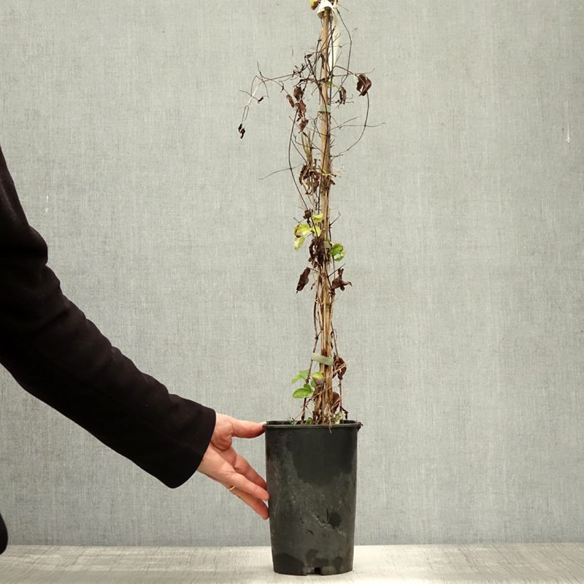 Example of Clematis viticella Aotearoa - Waldrebe Topf mit 2L/3L as you get in automne