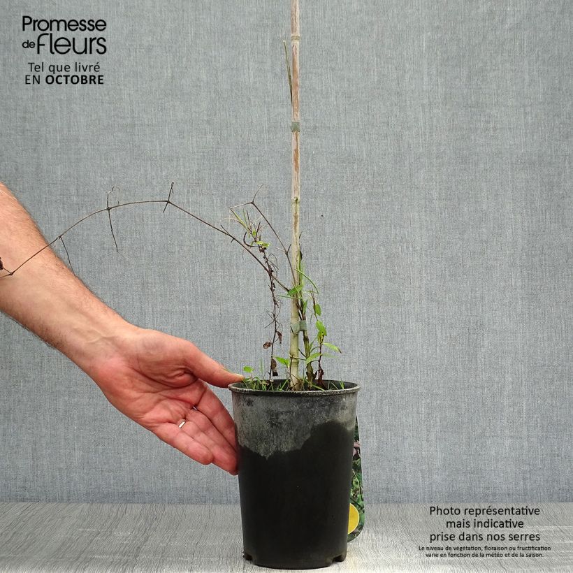 Example of Clematis viticella Black Prince - Waldrebe Topf mit 2L/3L as you get in automne