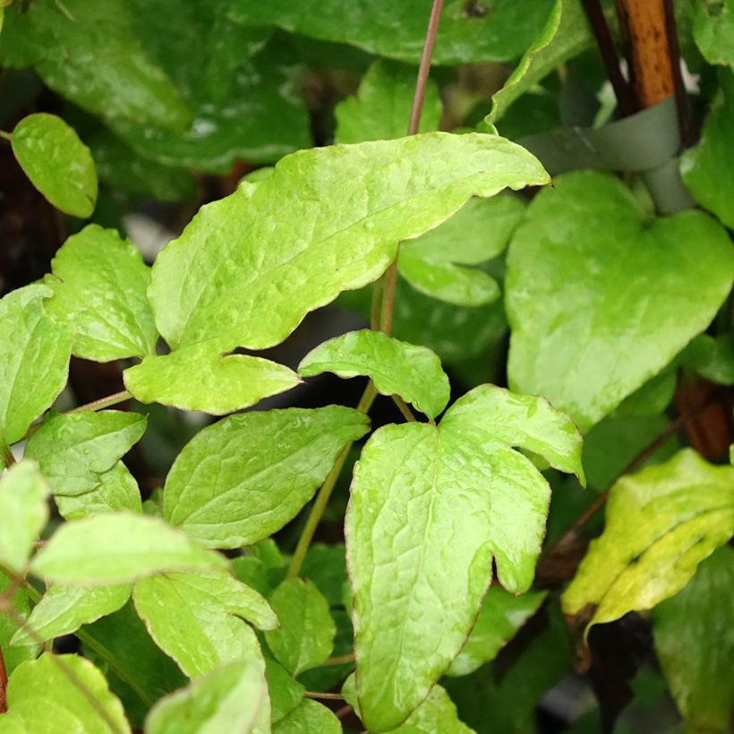 Clematis viticella Black Prince - Waldrebe (Foliage)