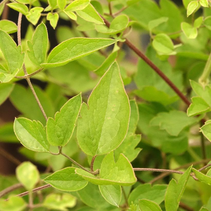 Clematis viticella Caerulea Luxurians - Waldrebe (Laub)