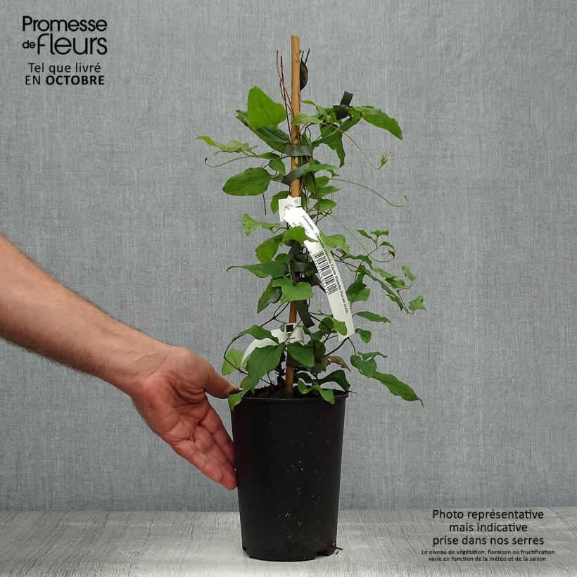 Example of Waldrebe Etoile violette - Clematis Topf mit 2L/3L as you get in automne