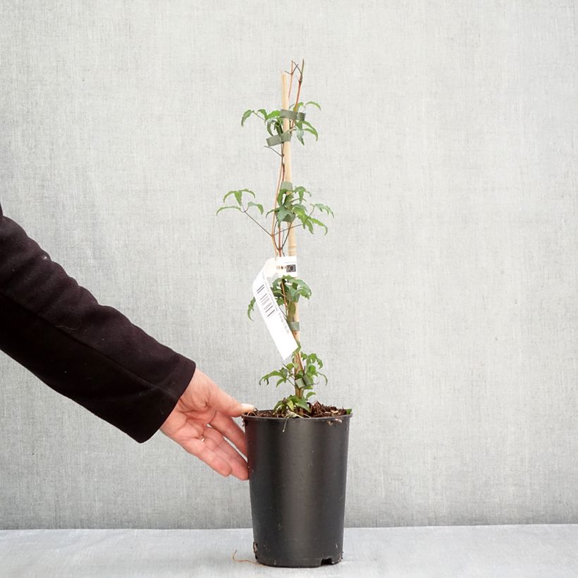 Exemplar von Clematis viticella Glorious Day - Waldrebe Topf mit 1,5L/2L wie im Herbst geliefert