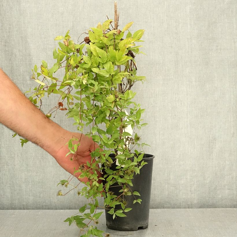 Exemplar von Clematis viticella Glorious Surprise - Waldrebe Topf mit 2L/3L wie im Sommer geliefert