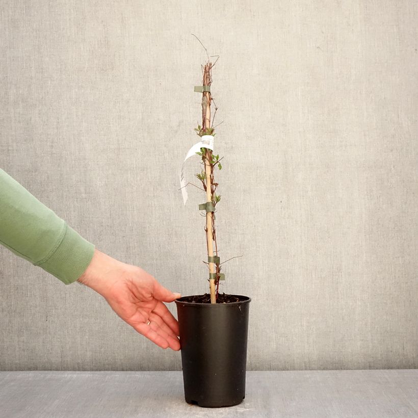 Exemplar von Clematis viticella Glorious Surprise - Waldrebe Topf mit 2L/3L wie im Winter geliefert