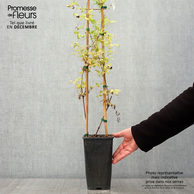 Example of Waldrebe Krakowiak - Clematis Topf mit 3L/4L as you get in automne