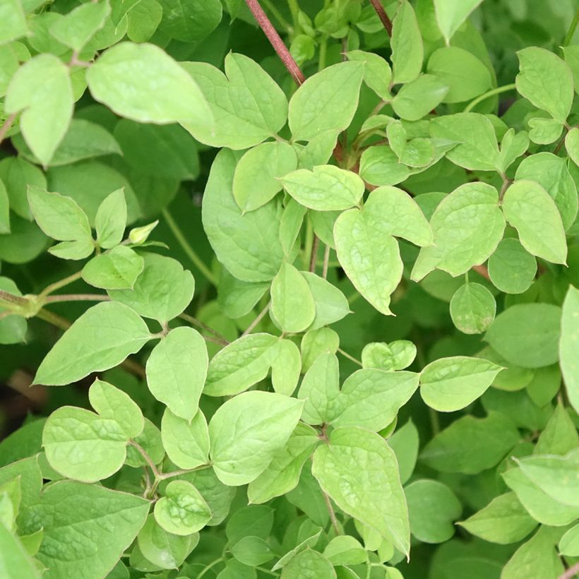 Waldrebe Maria Cornelia - Clematis (Foliage)