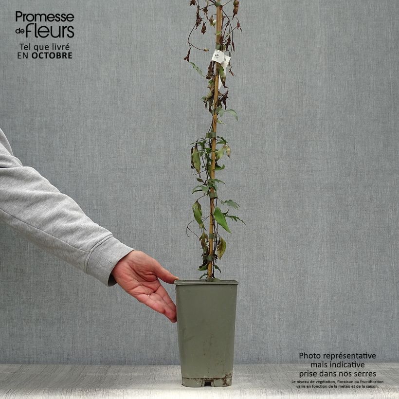 Example of Waldrebe Panther - Clematis Topf mit 2L/3L as you get in automne
