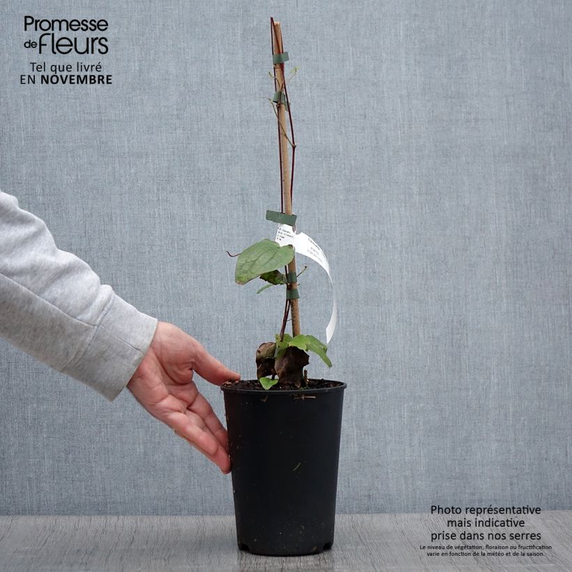 Example of Waldrebe Perle d'Azur - Clematis Topf mit 2L/3L as you get in automne