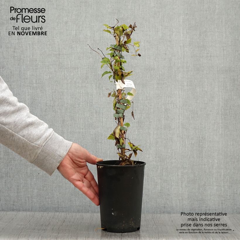 Example of Clematis viticella Queen Mother - Waldrebe Topf mit 2L/3L as you get in automne