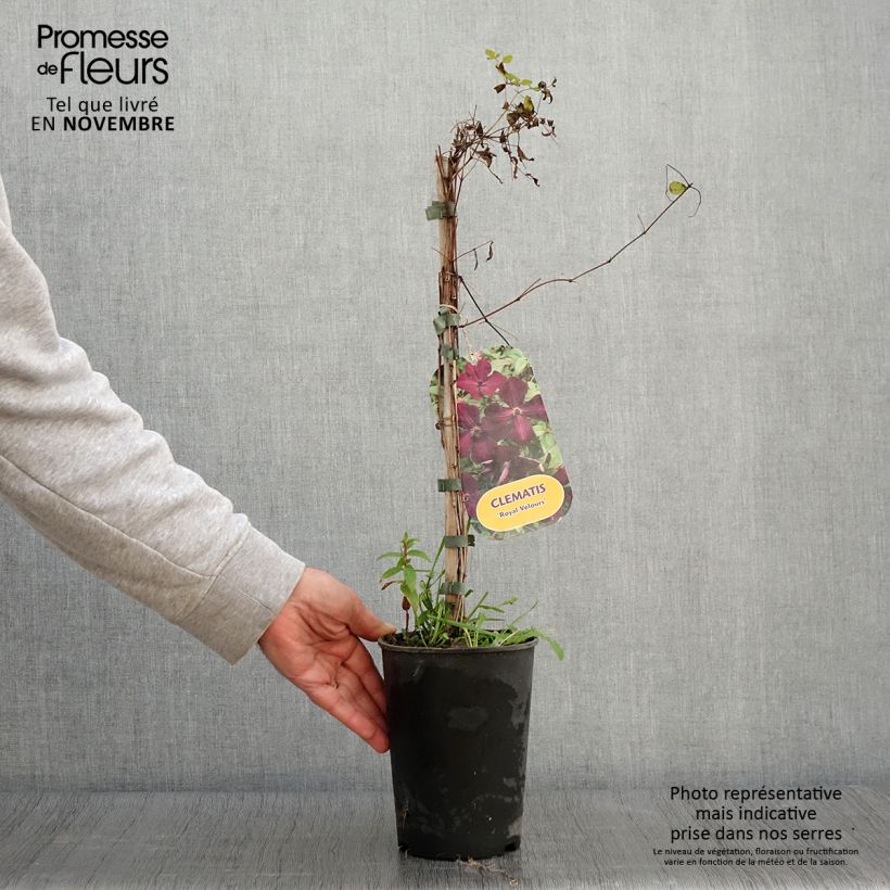 Example of Clematis viticella Royal Velours - Waldrebe Topf mit 2L/3L as you get in automne