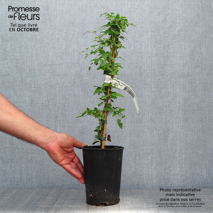 Example of Clematis viticella Rubra - Waldrebe Topf mit 2L/3L as you get in automne