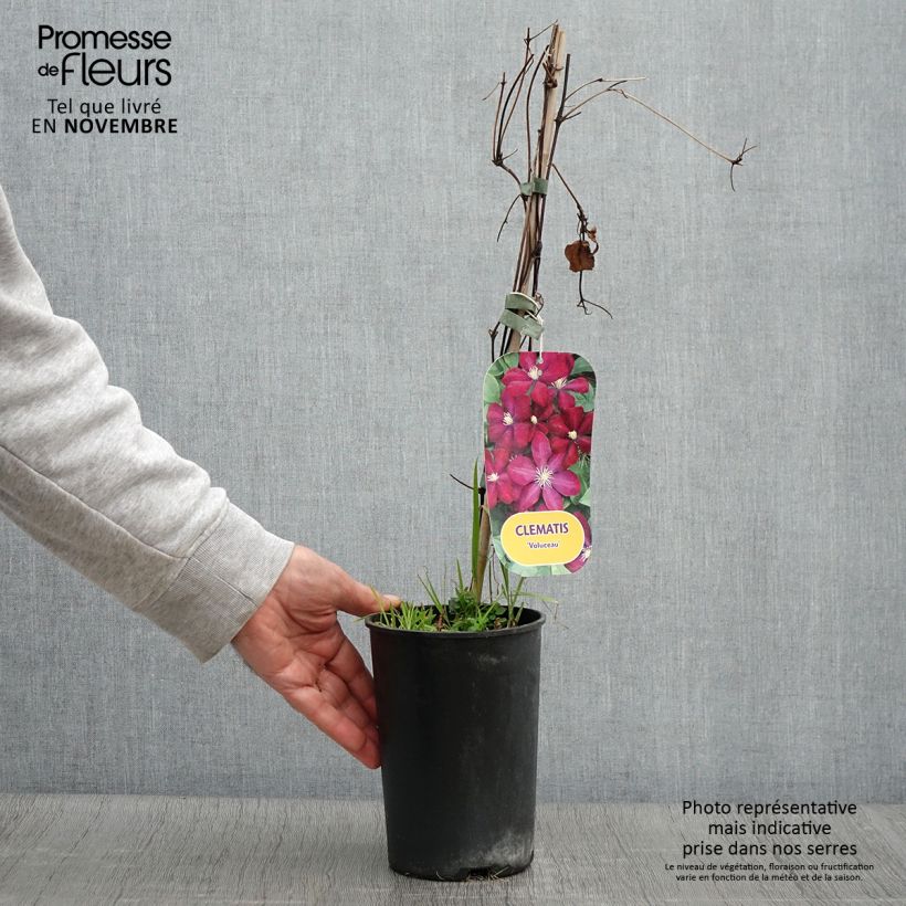 Exemplar von Waldrebe Voluceau - Clematis Topf mit 2L/3L wie im Herbst geliefert