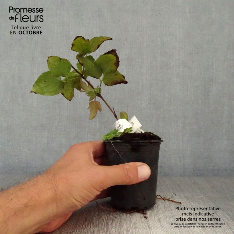 Example of Waldrebe Vyvyan Pennell - Clematis Kleine Töpfe von 8/9 cm as you get in automne