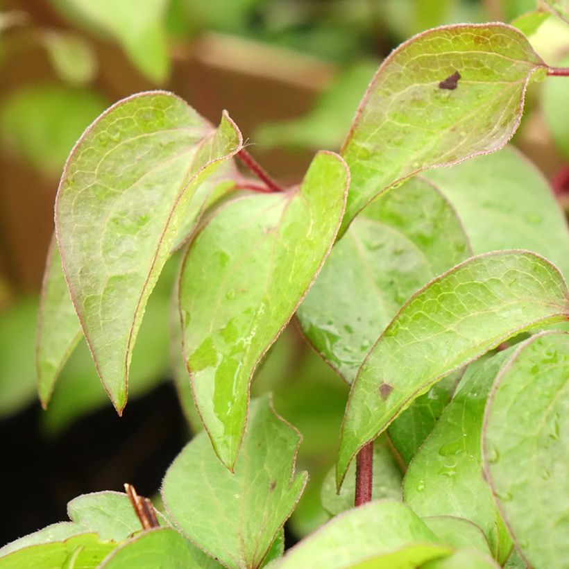 Waldrebe Vyvyan Pennell - Clematis (Foliage)