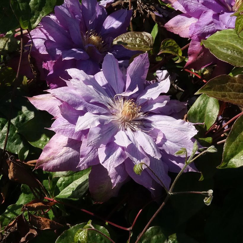 Waldrebe Vyvyan Pennell - Clematis (Blüte)