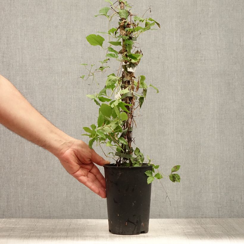Exemplar von Waldrebe White Pearl - Clematis Topf mit 2L/3L wie im Sommer geliefert