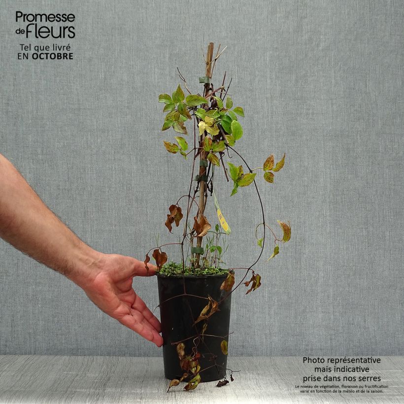 Example of Waldrebe Yukikomachi - Clematis Topf mit 2L/3L as you get in automne