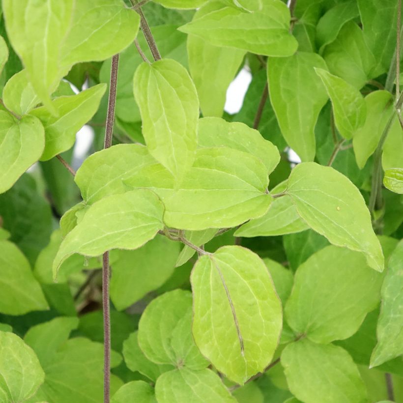 Waldrebe Yukikomachi - Clematis (Foliage)