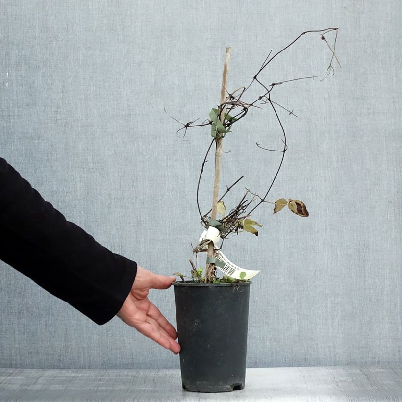 Example of Waldrebe Yukiokoshi - Clematis Topf mit 2L/3L as you get in automne