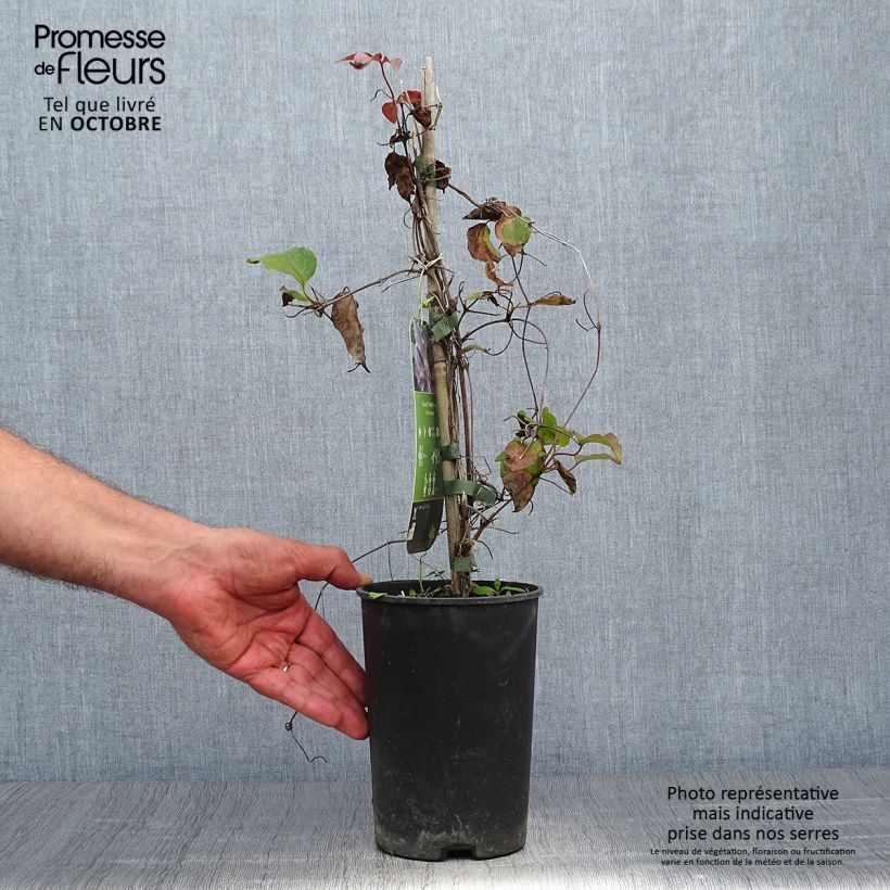 Example of Waldrebe Yvette Houry - Clematis Topf mit 1,5L/2L as you get in automne