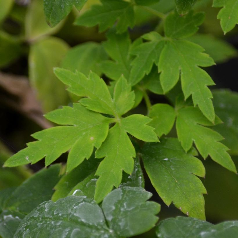 Waldrebe Country Rose - Clematis (Foliage)