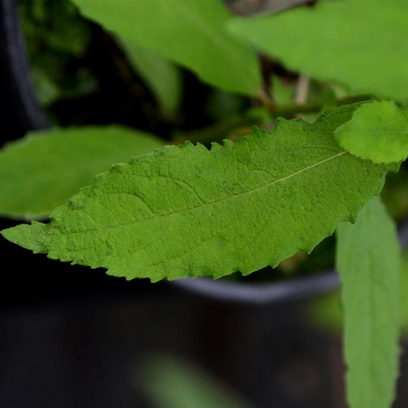 Waldrebe Dancing Smile - Clematis (Foliage)