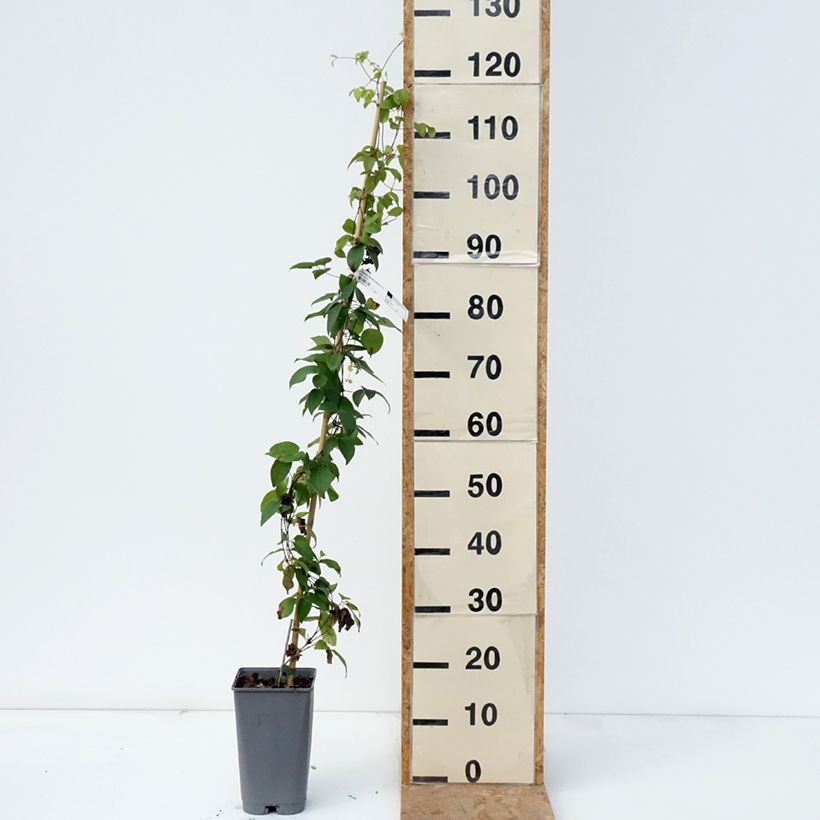 Exemplar von Waldrebe Delphine - Clematis Topf mit 2L/3L wie im Herbst geliefert