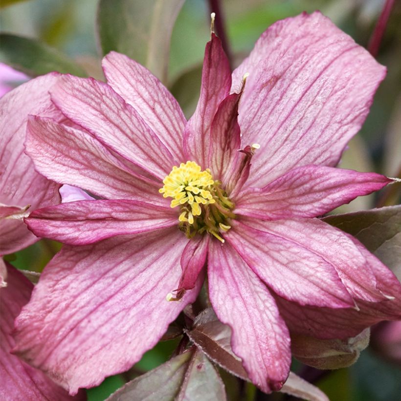 Clematis montana Sunrise - Berg-Waldrebe (Flowering)