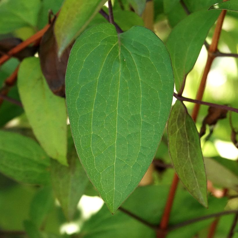Waldrebe Etoile de Malicorne - Clematis (Laub)