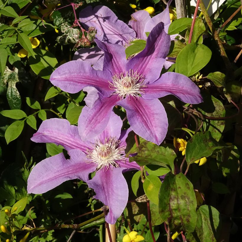 Waldrebe Etoile de Malicorne - Clematis (Blüte)