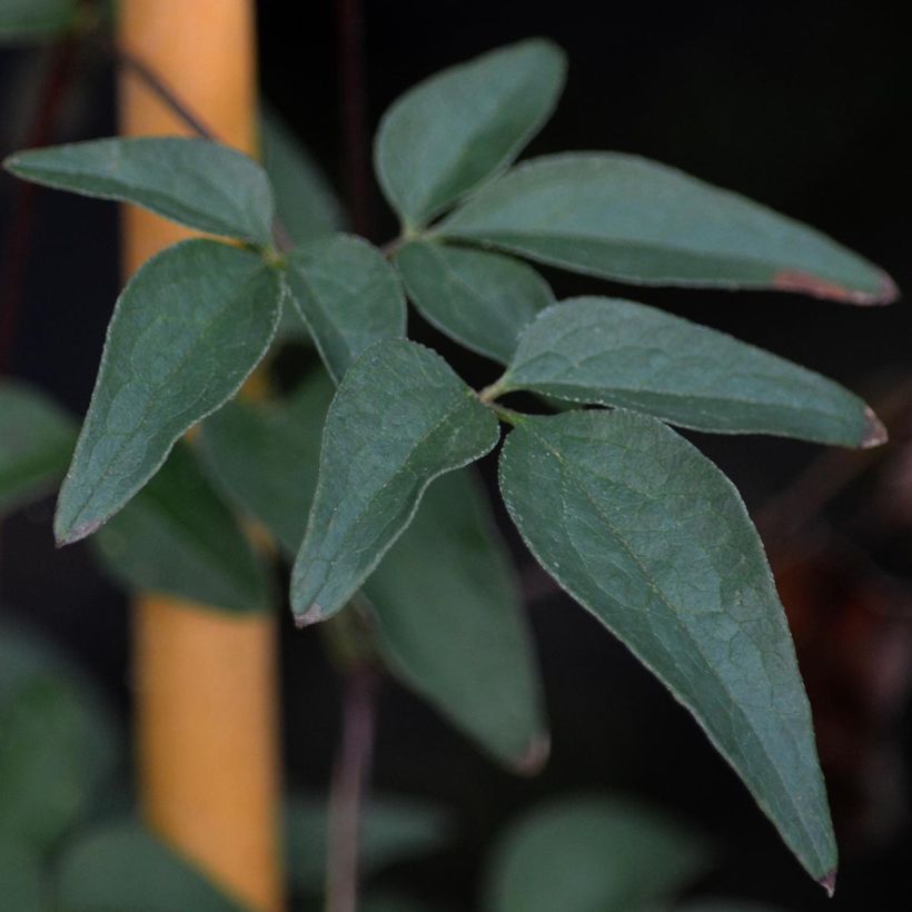 Clematis florida alba plena - Waldrebe (Foliage)