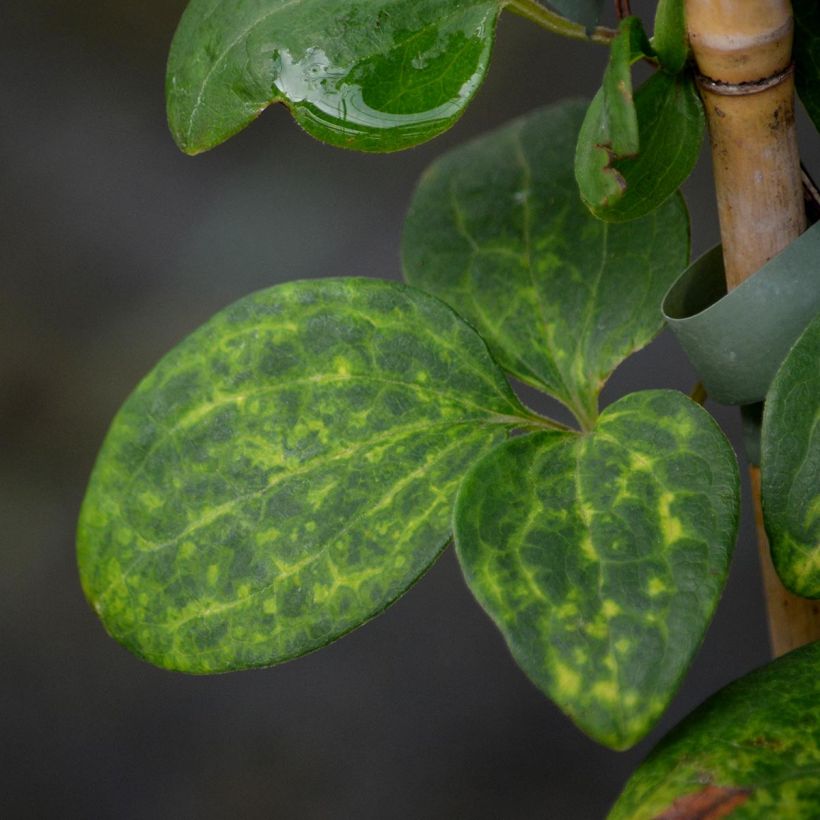 Waldrebe Hanagurama - Clematis (Foliage)