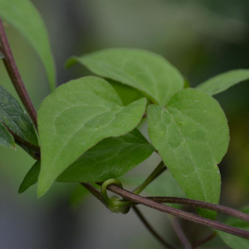 Waldrebe Hendryetta - Clematis (Foliage)