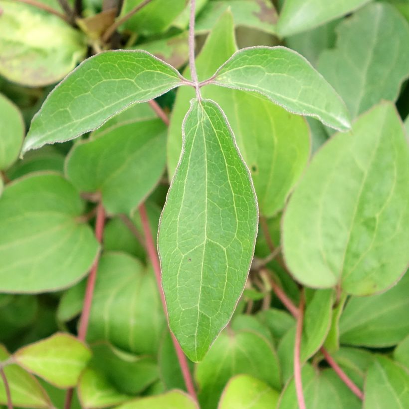 Waldrebe Henryi - Clematis (Foliage)