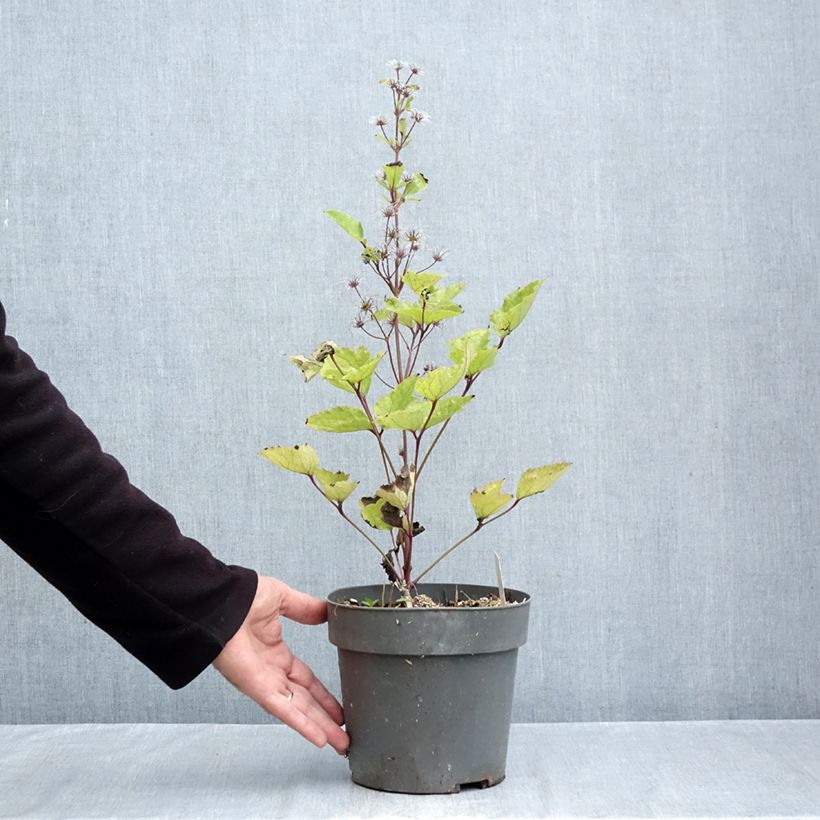 Exemplar von Clematis heracleifolia China Purple - Stauden-Waldrebe Topf mit 2L/3L wie im Herbst geliefert